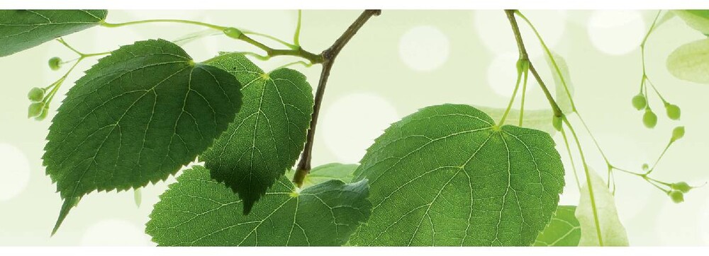 Dimex Välitilatarra Green Leaves 180x60cm