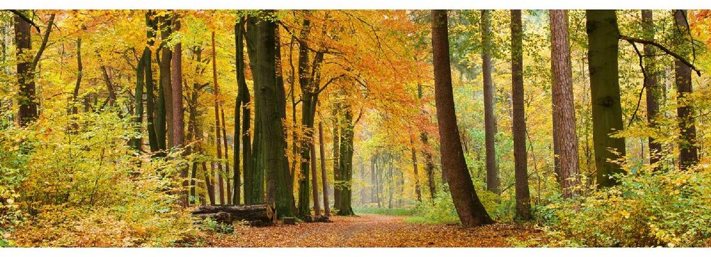 Dimex Välitilatarra Autumn Forest 180x60cm