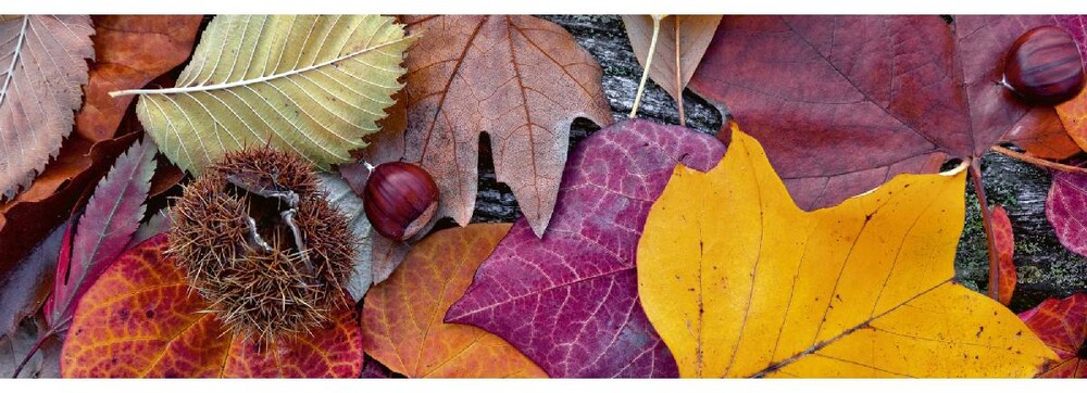 Dimex Välitilatarra Autumn Leaves 180x60cm