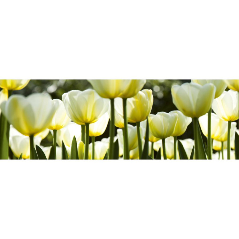 Tapetit.fi Välitilatarra Dimex White Tulips, 180-350x60cm