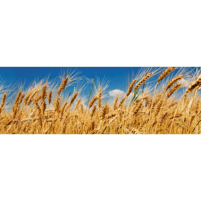 Tapetit.fi Välitilatarra Dimex Wheat Field, 180-350x60cm