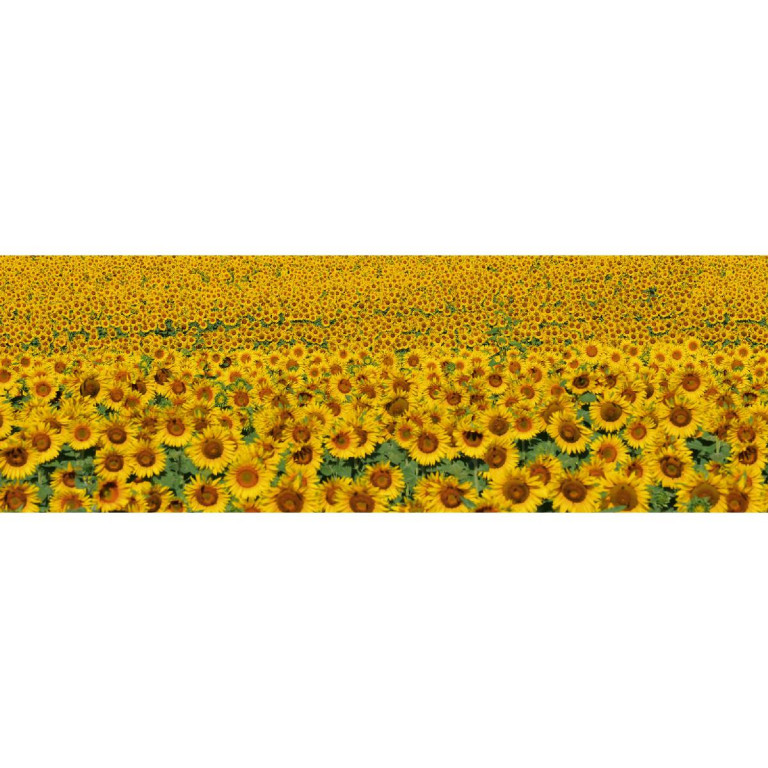 Tapetit.fi Välitilatarra Dimex Sunflowers, 180-350x60cm