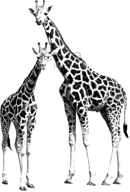 ESTA Everybody Bonjour Paneelitapetti PhotoWallXL giraffes 139,5 cm x 2,79 m