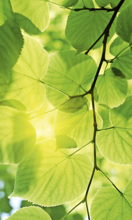 Dimex Kuvatapetti Green Leaves 150x250cm