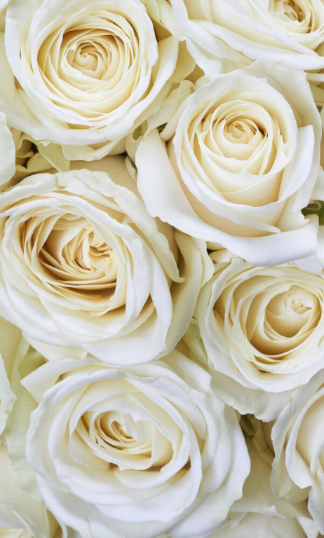 Dimex Kuvatapetti White Roses 150x250cm