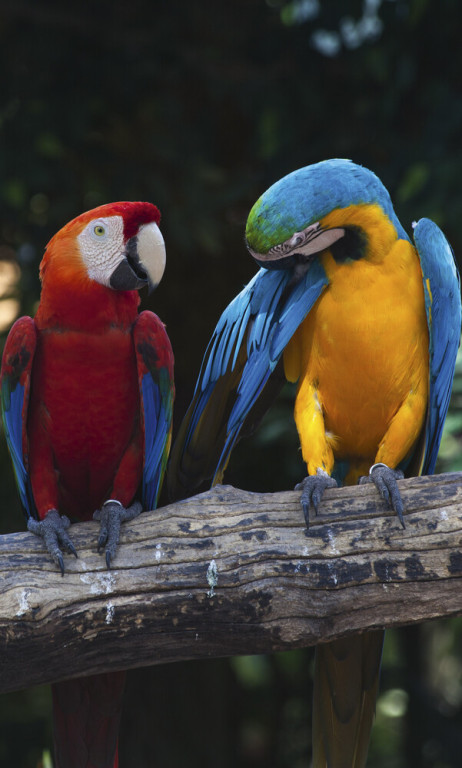 Dimex Kuvatapetti Colorful Macaw 150x250cm