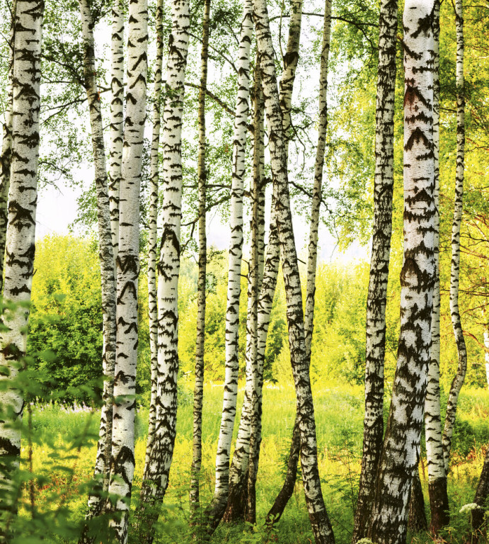 Dimex Kuvatapetti Birch Forest 225x250cm
