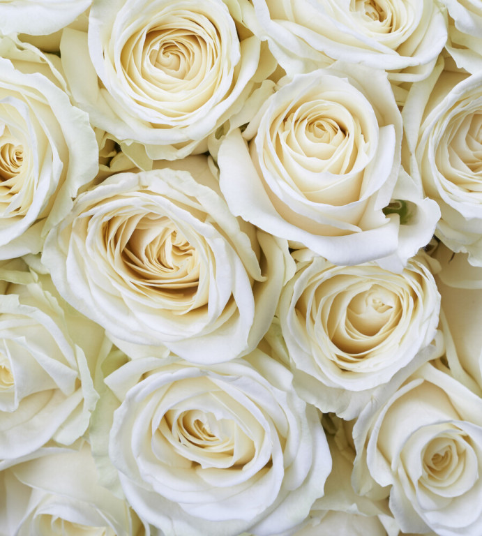 Dimex Kuvatapetti White Roses 225x250cm