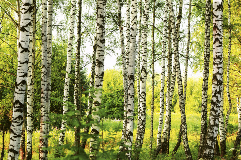 Dimex Kuvatapetti Birch Forest 375x250cm