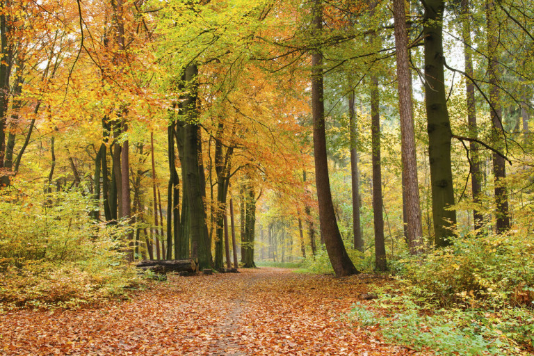Dimex Kuvatapetti Autumn Forest 375x250cm