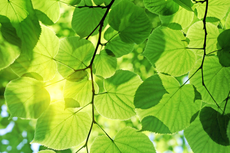 Dimex Kuvatapetti Green Leaves 375x250cm